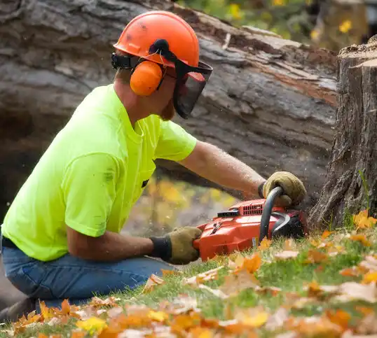 tree services Rushford